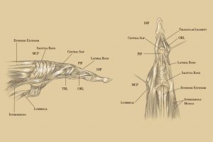 45.Finger anatomy drawing